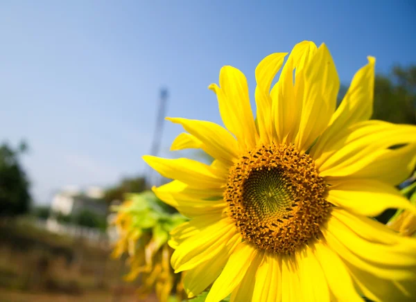 Solros blommande — Stockfoto