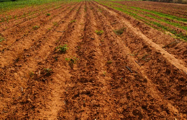 Campo agrícola suelo —  Fotos de Stock