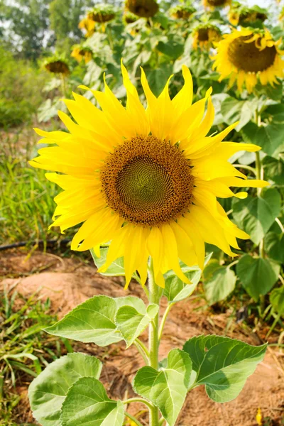 Sunflower blossoming — Stock Photo, Image