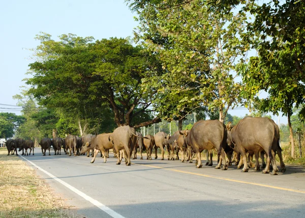 Búfalos en carretera — Foto de Stock