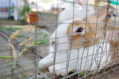 Kafesteki beyaz tavşan