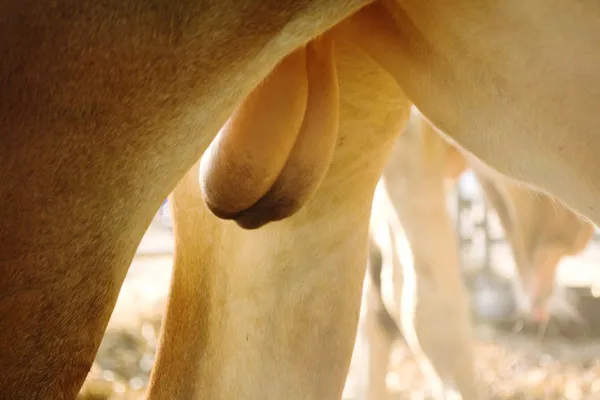 Bull testicles — Stock Photo, Image