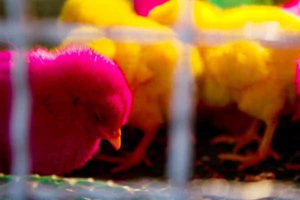 Chicks in the cage — Stock Photo, Image