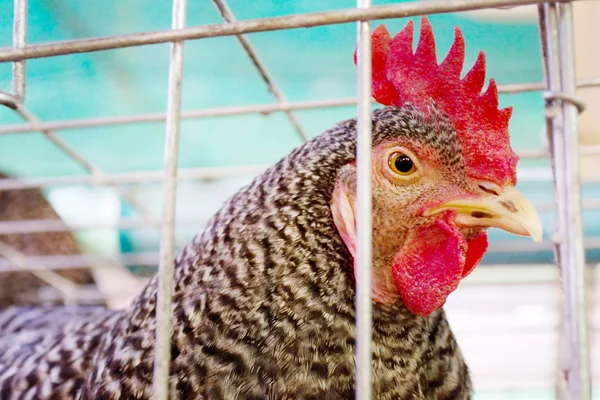 Gallina grigia femmina — Foto Stock