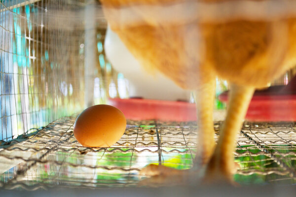 egg of Hen