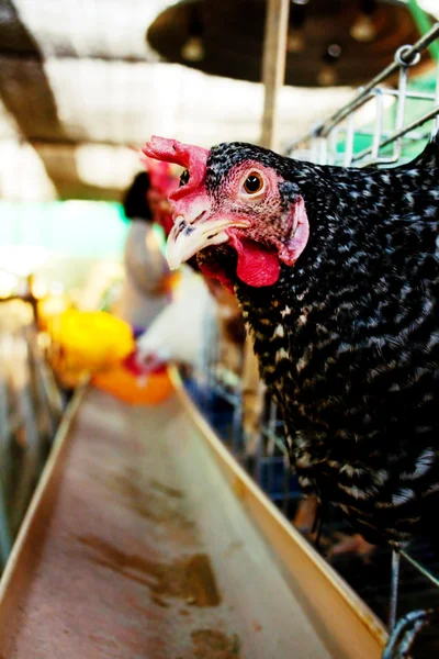 Hen black — Stock Photo, Image