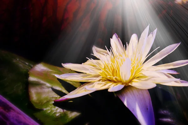 White Lotus — Stock Photo, Image