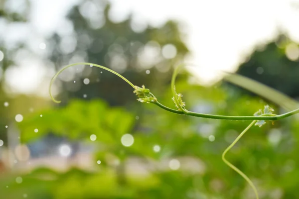 Wijnstok ivy — Stockfoto