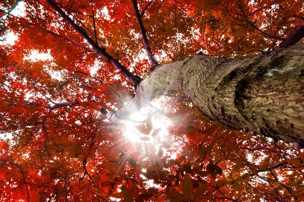 Árvores com folhas vermelhas — Fotografia de Stock