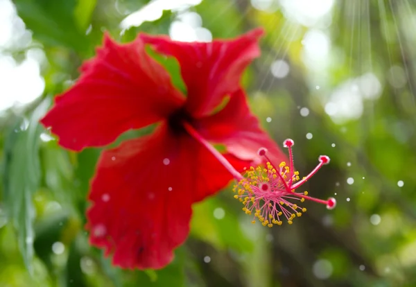 Polen de hibisco rojo —  Fotos de Stock