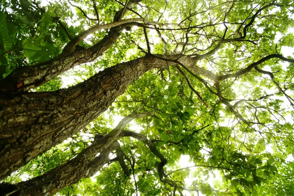 Bäume mit grünen Blättern — Stockfoto