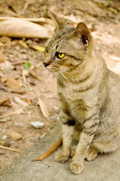 Кошка с желтыми глазами — стоковое фото