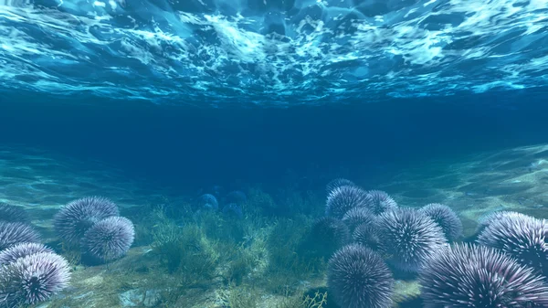 Anemones under water — стоковое фото