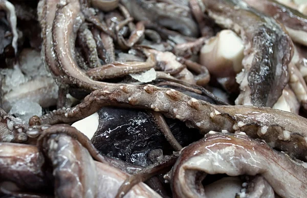 Щупальца осьминога — стоковое фото