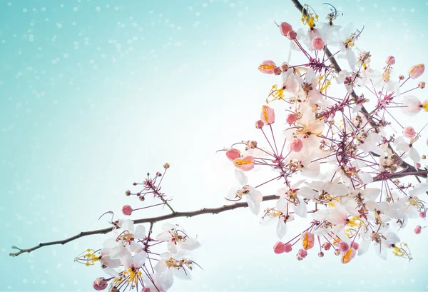 Pink Sakura flowers — Stock Photo, Image