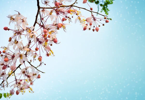 Pink Sakura flowers — Stock Photo, Image