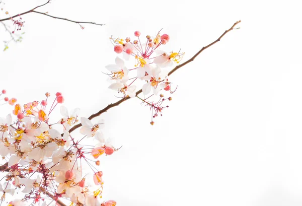 Pink Sakura flowers — Stock Photo, Image