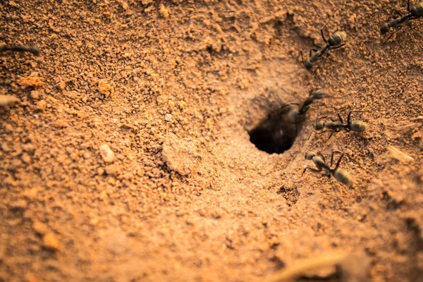 Boet av myror — Stockfoto
