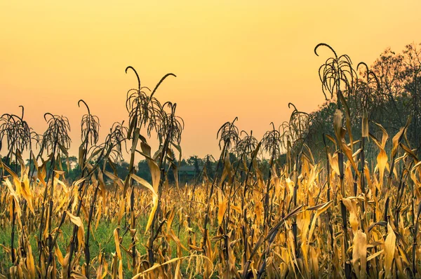 Campo de maíz al atardecer —  Fotos de Stock