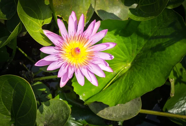 Water lily — Stock Photo, Image