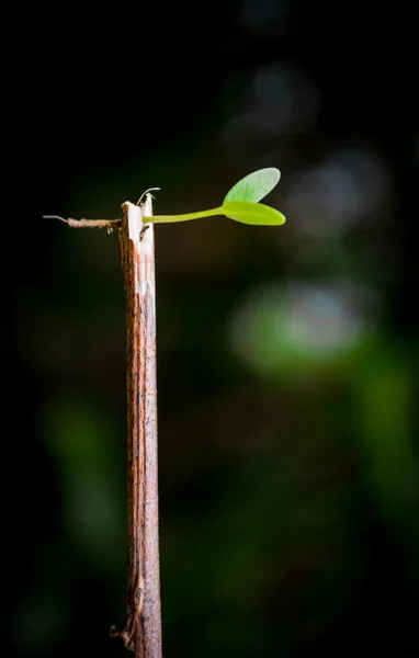 Plantules végétales — Photo