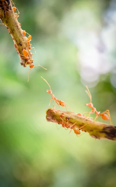 Orangefarbene Ameisen — Stockfoto