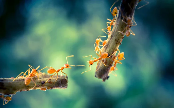 Formigas laranja — Fotografia de Stock