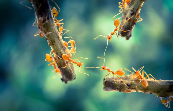 Narancssárga hangyák — Stock Fotó