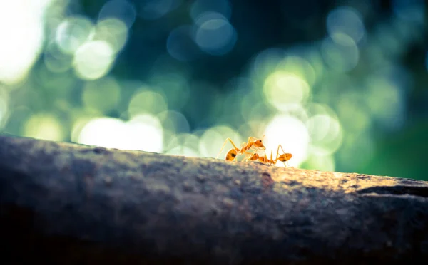 Помаранчевий мурах — стокове фото