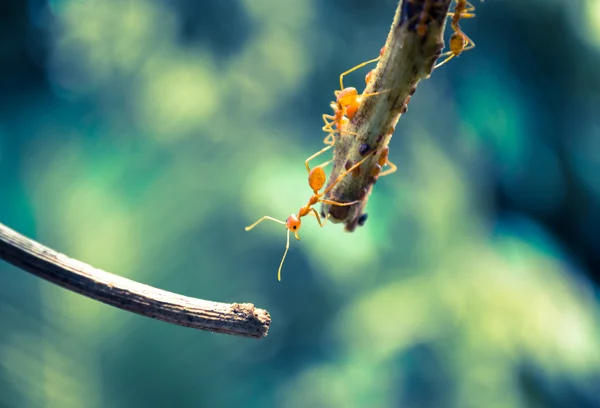 Orangefarbene Ameisen — Stockfoto