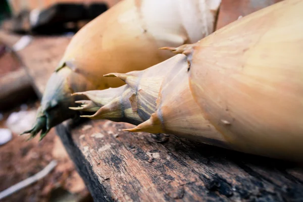 Brotos de bambu — Fotografia de Stock