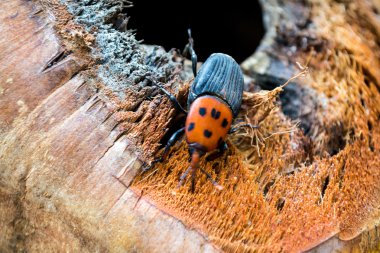 Kırmızı palmiye Weevil'ı