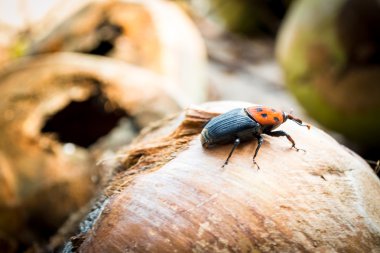 Kırmızı palmiye Weevil'ı