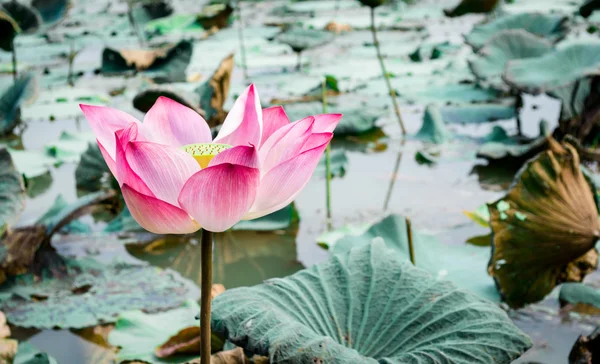 Lótus rosa — Fotografia de Stock