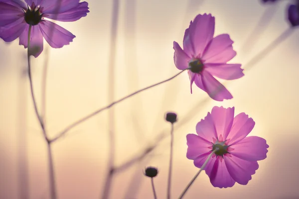 Cosmos flowers — Stock Photo, Image