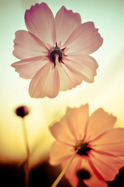 Cosmos flowers — Stock Photo, Image