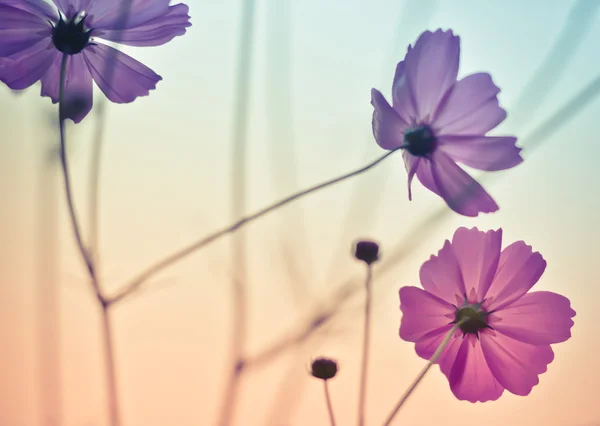 Cosmos flowers — Stock Photo, Image