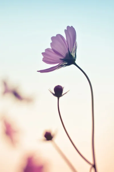 Cosmos flowers — Stock Photo, Image