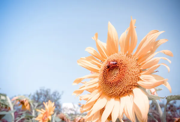 Girasol y abeja —  Fotos de Stock