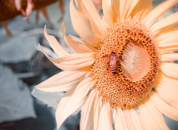 सूर्यफूल आणि मधमाशी — स्टॉक फोटो, इमेज