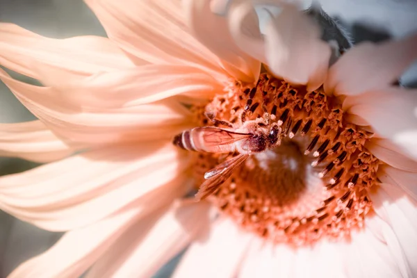 सूर्यफूल आणि मधमाशी — स्टॉक फोटो, इमेज