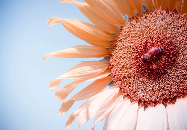 Girasol y abeja —  Fotos de Stock