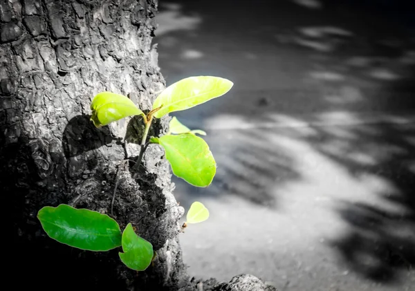 Sementes de plantas — Fotografia de Stock