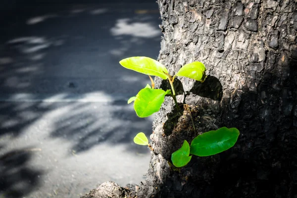 Plantules végétales — Photo