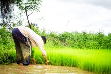 çiftçiler ve pirinç