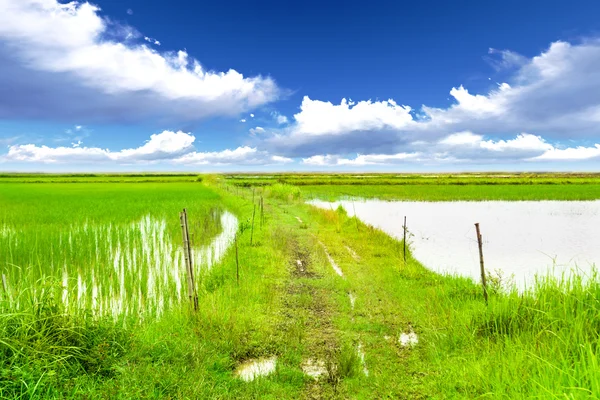 Caminos en campos de arroz —  Fotos de Stock