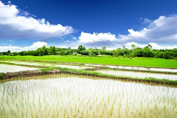 Rijst weide — Stockfoto