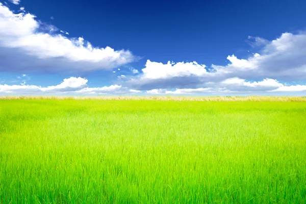 Rice meadow — Stock Photo, Image
