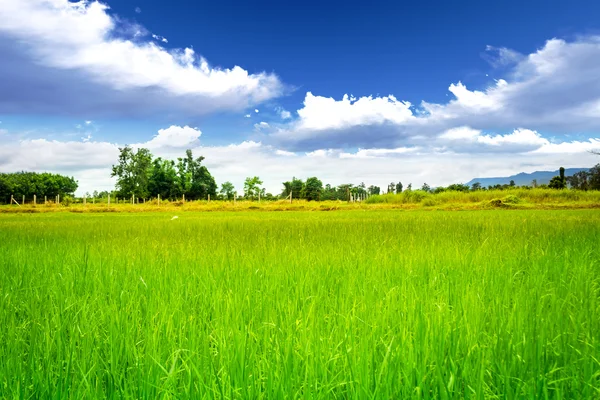 Rice meadow — Stock Photo, Image