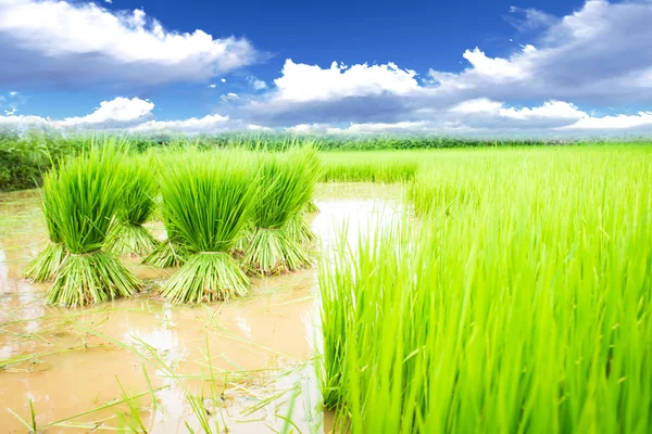 Rice meadow — Stock Photo, Image